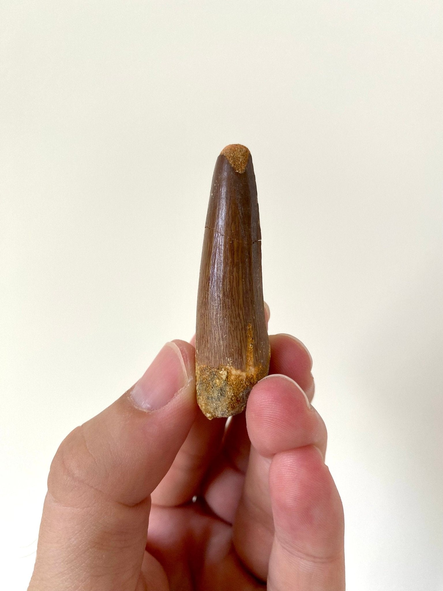 Spinosaurus fossil tooth (5.8cm) - FossilsAndMore