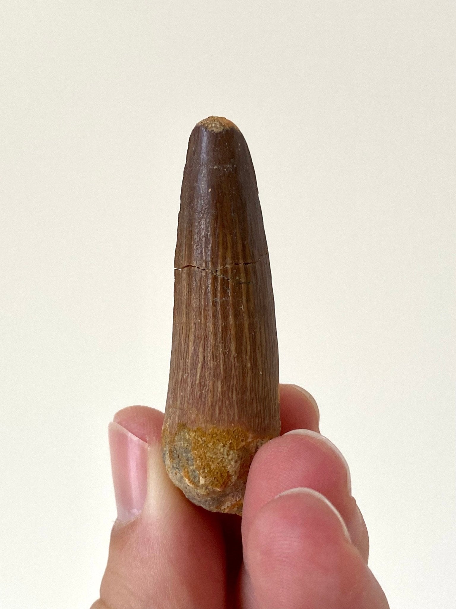 Spinosaurus fossil tooth (5.8cm) - FossilsAndMore