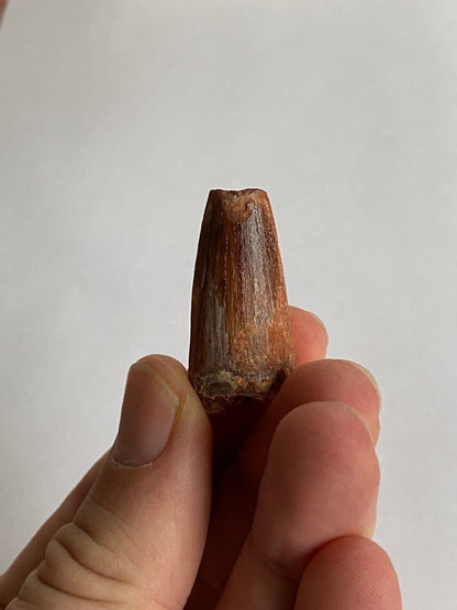 Spinosaurus Maroccanus fossil tooth (3.4cm) - FossilsAndMore