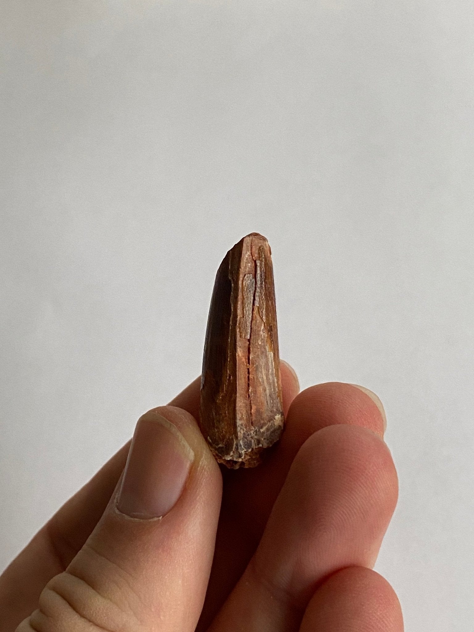 Spinosaurus Maroccanus fossil tooth (3.4cm) - FossilsAndMore