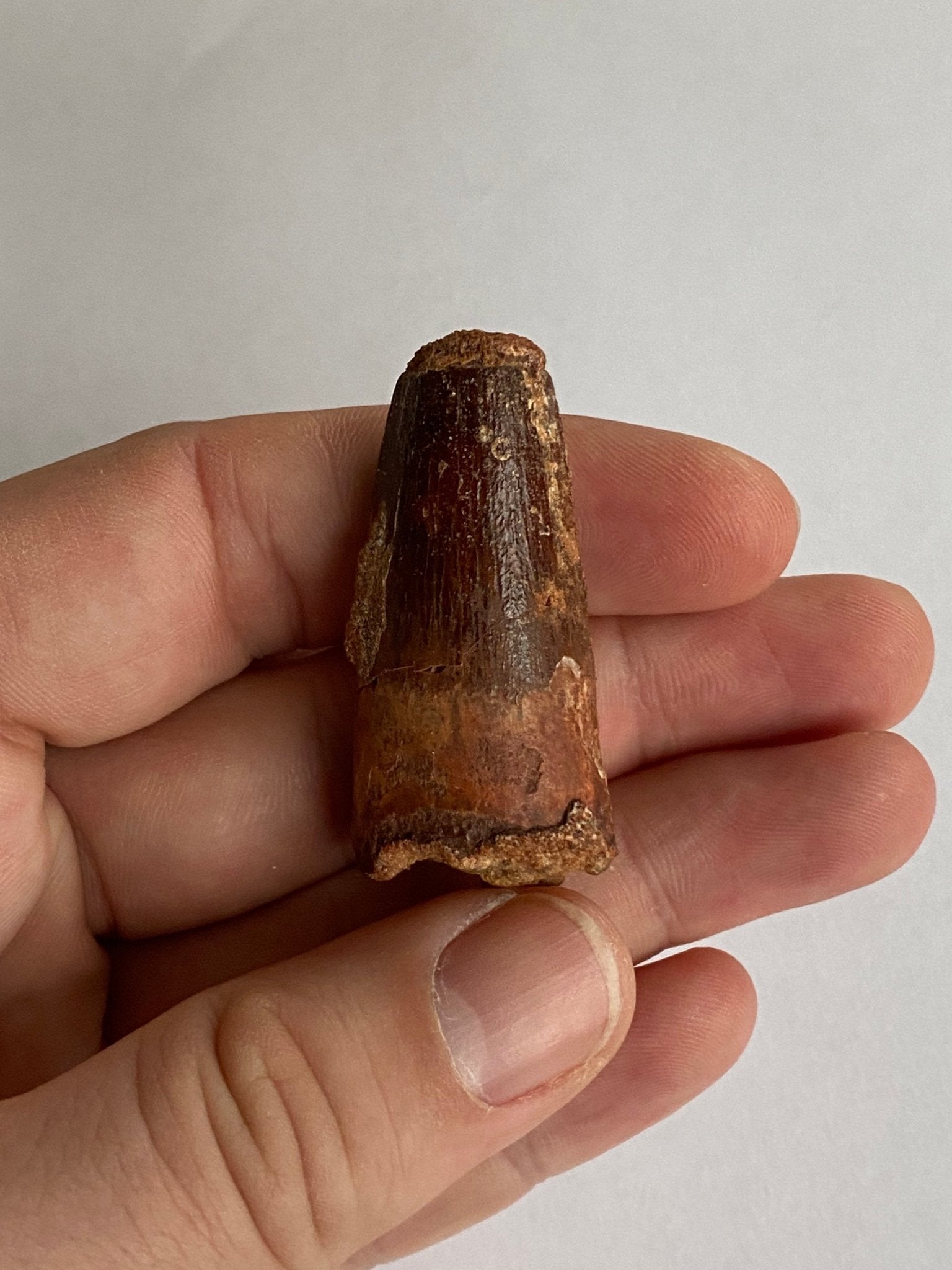 Spinosaurus Maroccanus fossil tooth (4.7cm) - FossilsAndMore