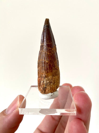 Spinosaurus Maroccanus fossil tooth (6.1cm) - FossilsAndMore