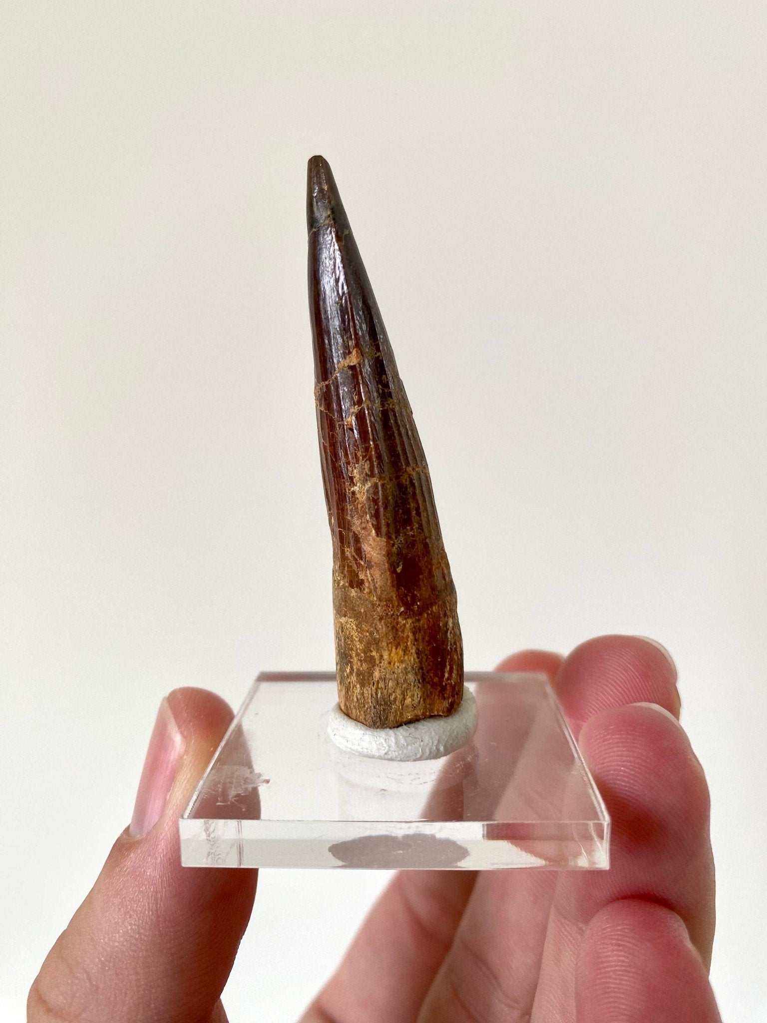 Spinosaurus Maroccanus fossil tooth (6.1cm) - FossilsAndMore