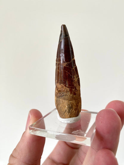 Spinosaurus Maroccanus fossil tooth (6.1cm) - FossilsAndMore