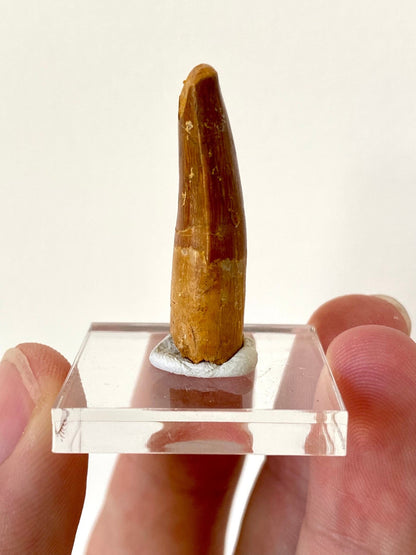 Spinosaurus Maroccanus tooth (3.4cm), genuine dino tooth - FossilsAndMore