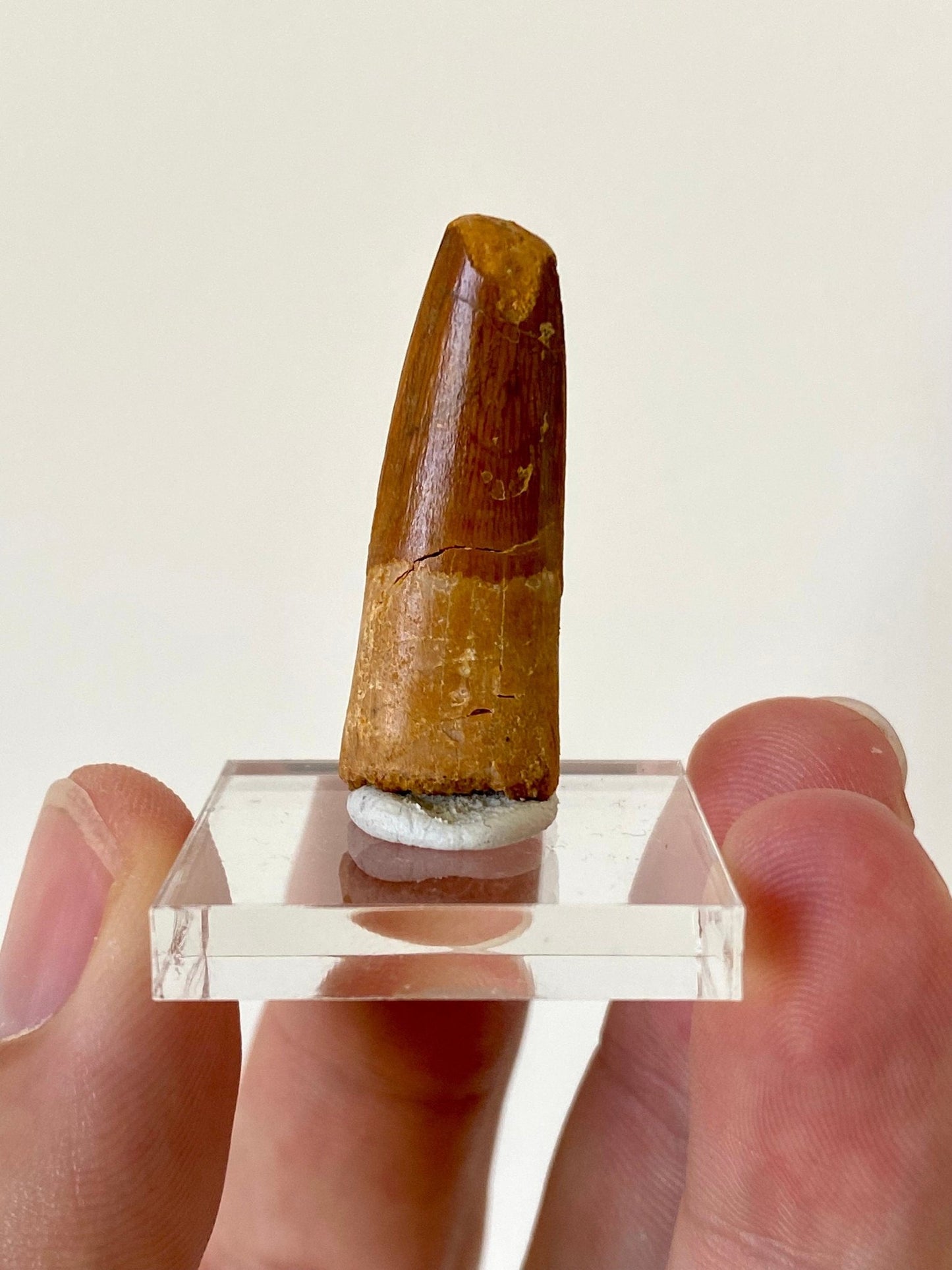 Spinosaurus Maroccanus tooth (3.4cm), genuine dino tooth - FossilsAndMore