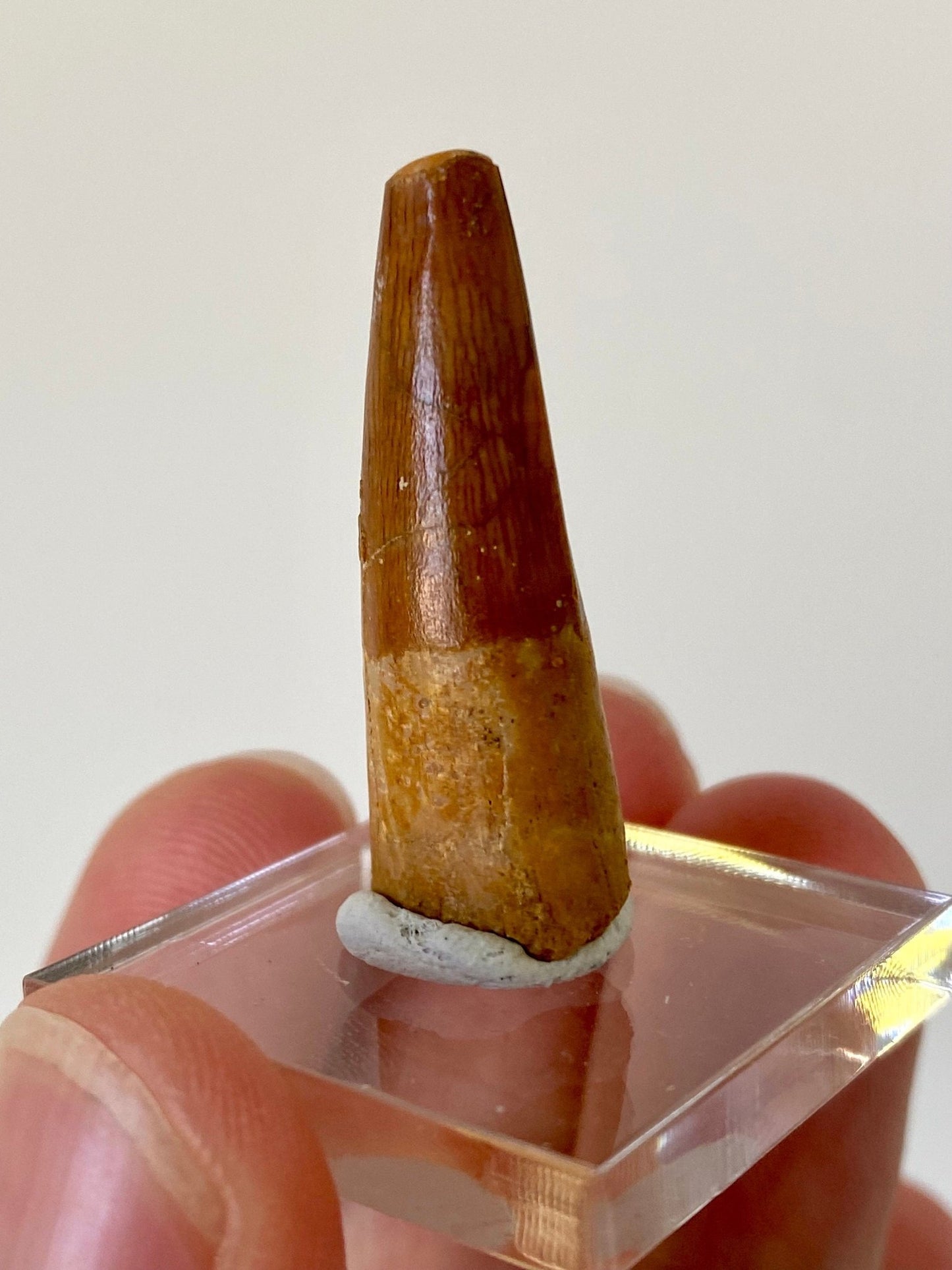 Spinosaurus Maroccanus tooth (3.4cm), genuine dino tooth - FossilsAndMore