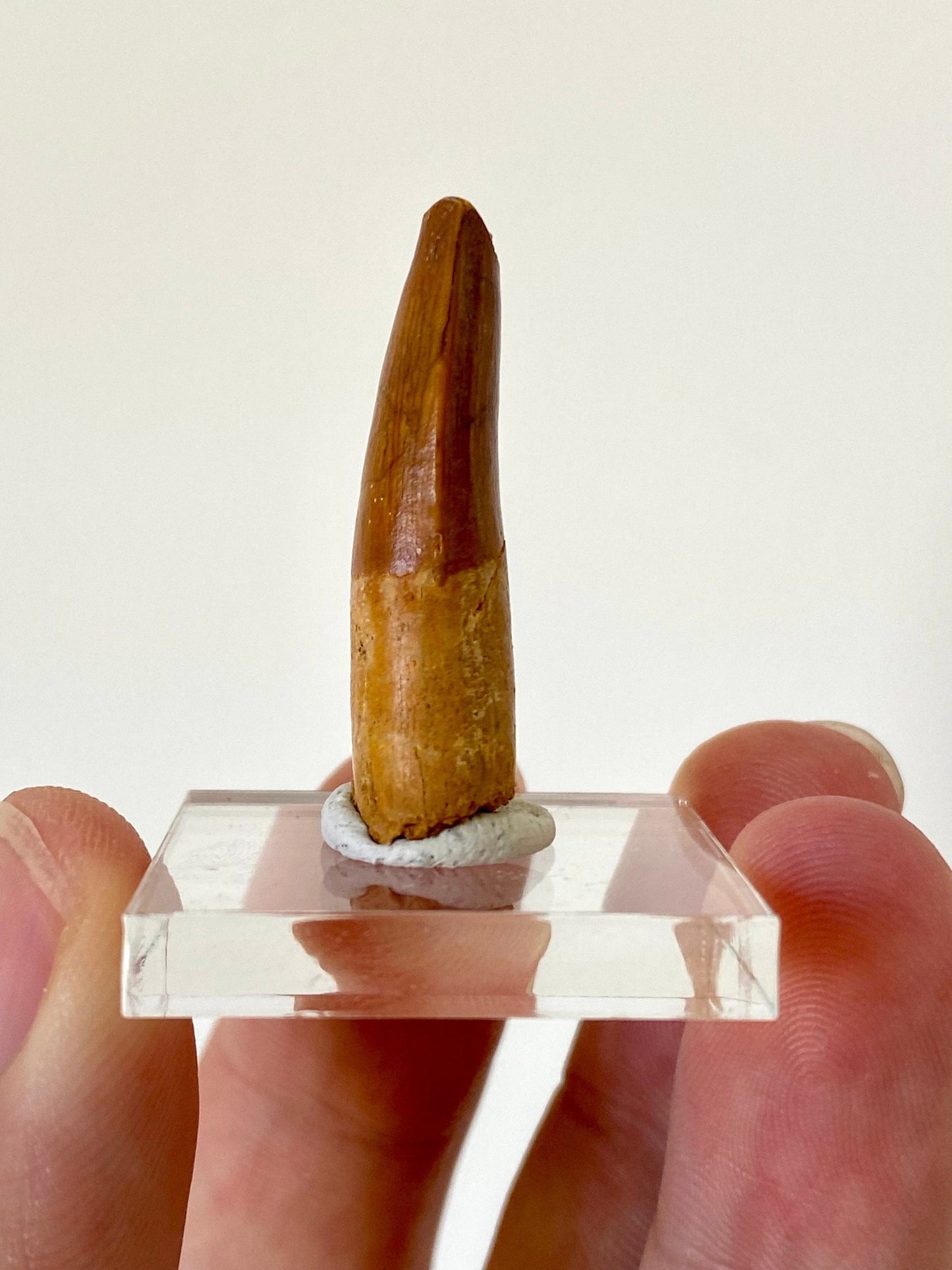 Spinosaurus Maroccanus tooth (3.4cm), genuine dino tooth - FossilsAndMore