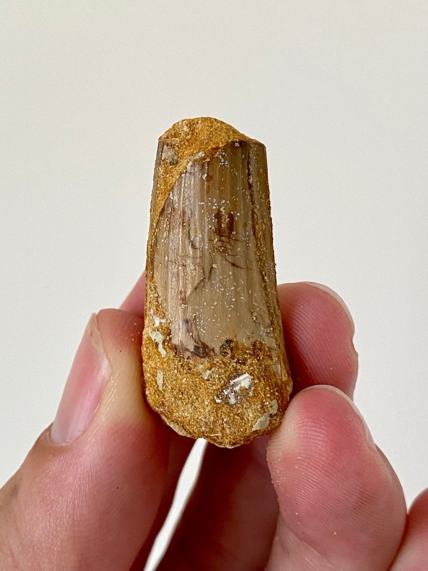 Spinosaurus partial fossil tooth (3.9cm) - FossilsAndMore