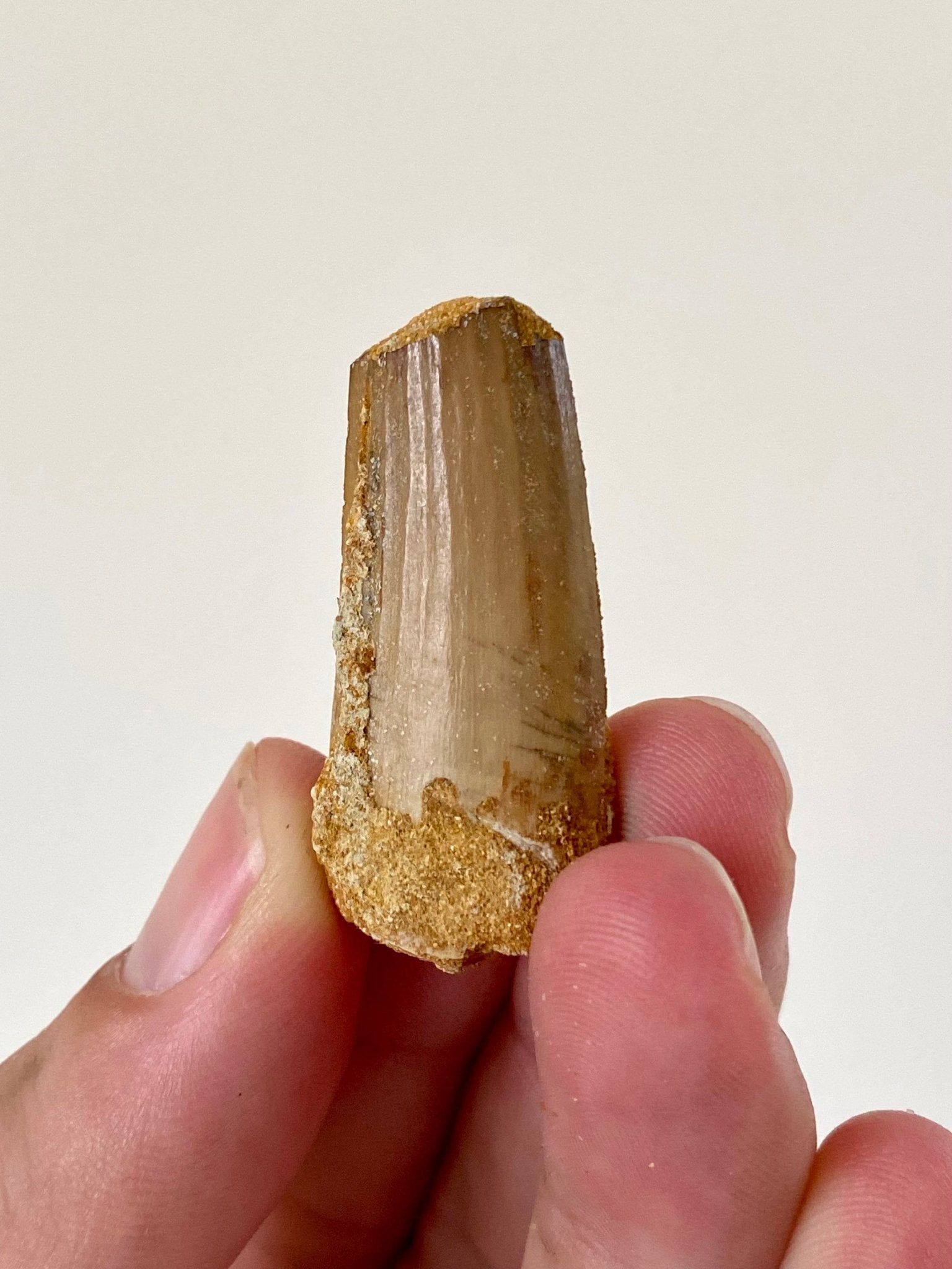 Spinosaurus partial fossil tooth (3.9cm) - FossilsAndMore