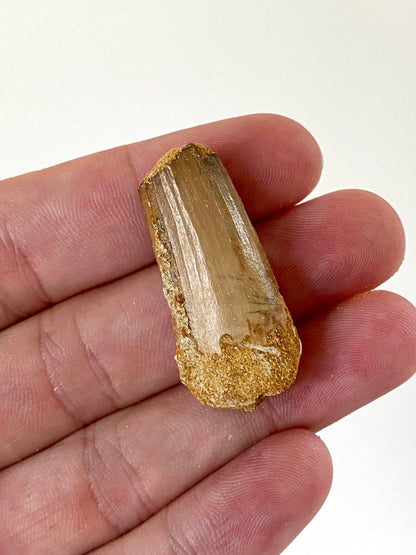 Spinosaurus partial fossil tooth (3.9cm) - FossilsAndMore