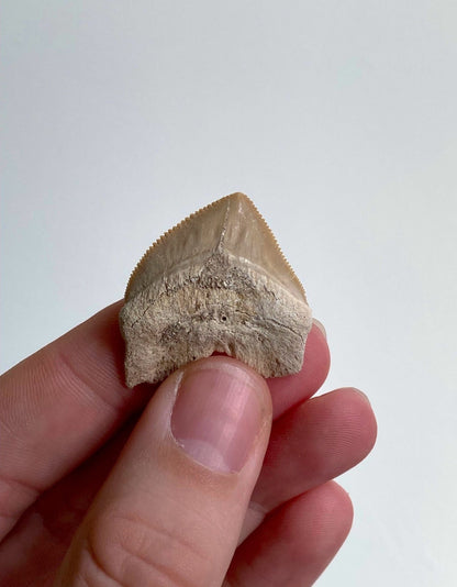 Squalicorax shark tooth fossil - FossilsAndMore