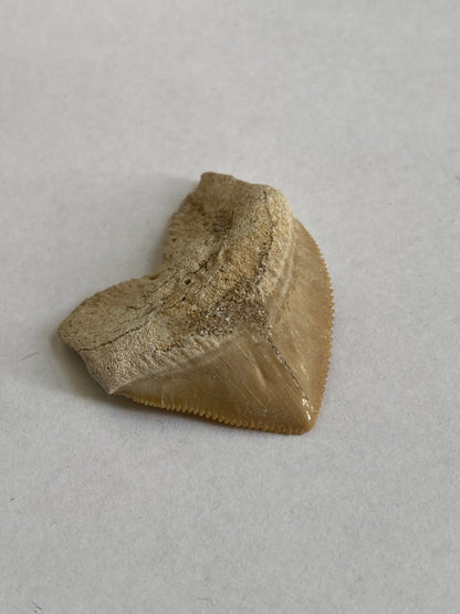 Squalicorax shark tooth fossil - FossilsAndMore