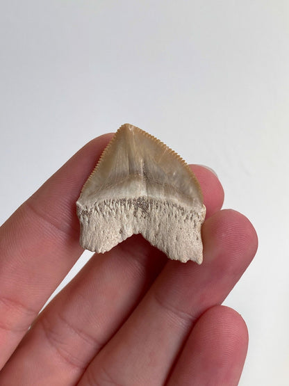 Squalicorax shark tooth fossil - FossilsAndMore