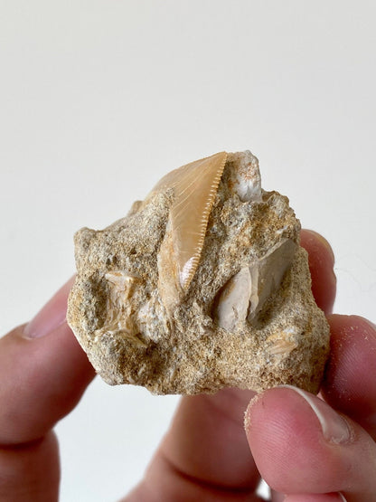 Squalicorax shark tooth fossil on matrix - FossilsAndMore