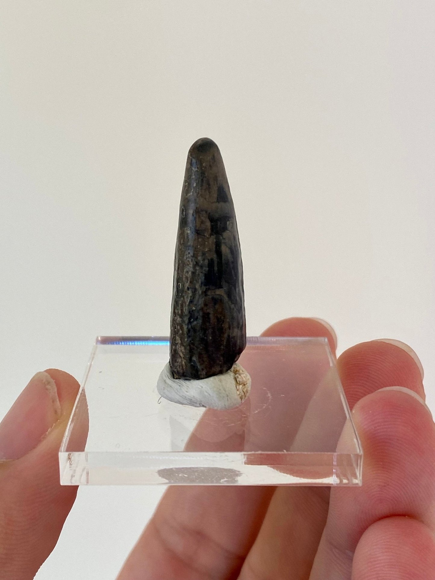 Stolokrosuchus fossil tooth (3.7) from Niger - FossilsAndMore