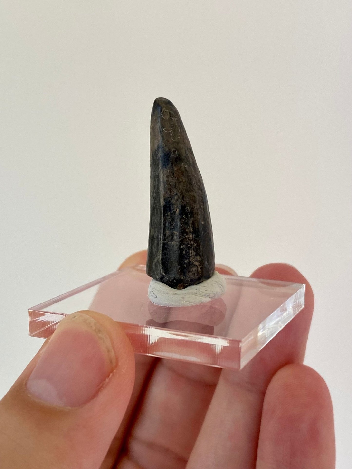 Stolokrosuchus fossil tooth (3.7) from Niger - FossilsAndMore