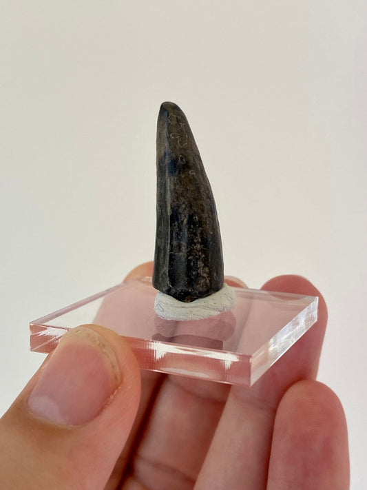 Stolokrosuchus fossil tooth (3.7) from Niger - FossilsAndMore