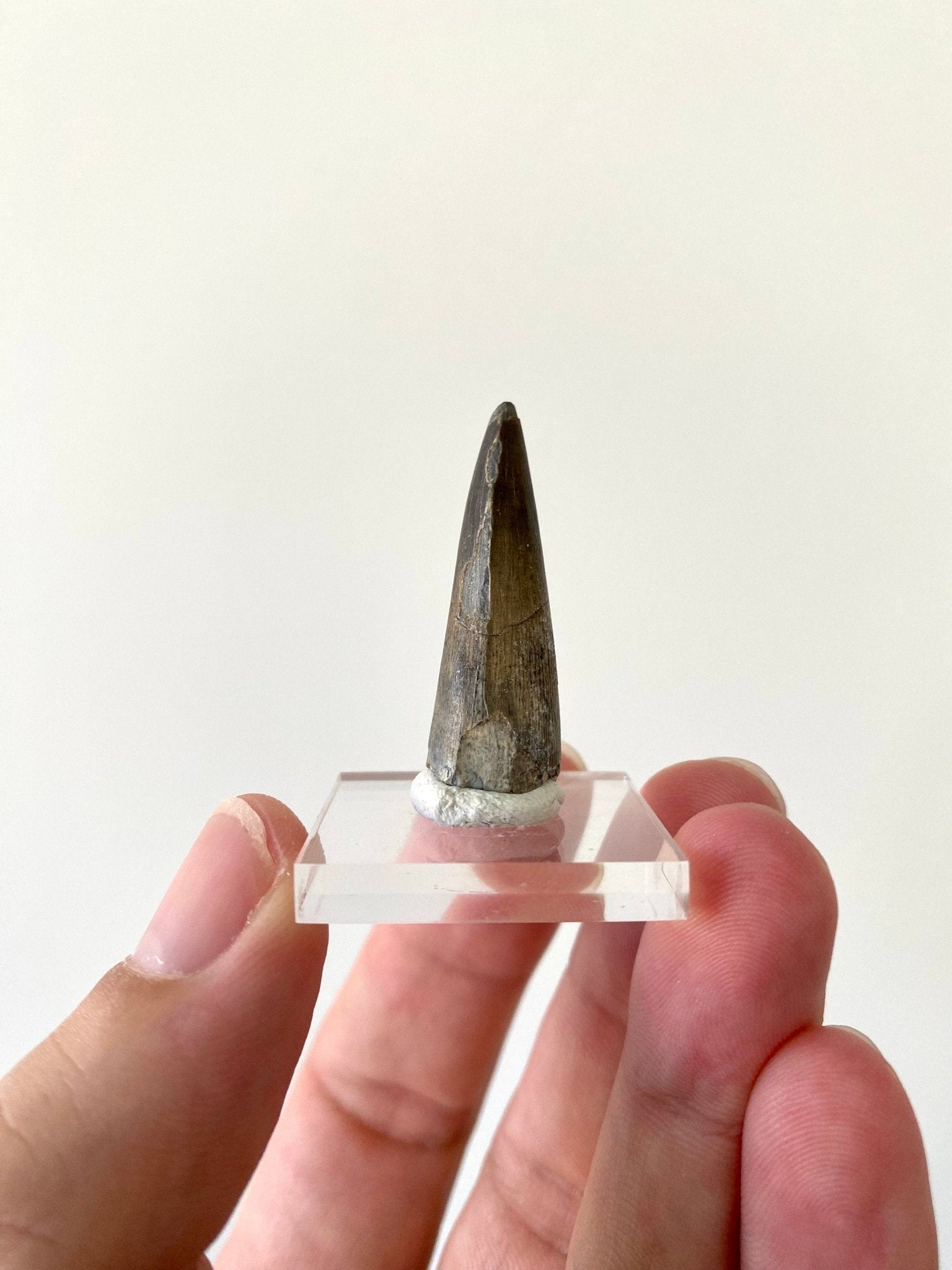 Stolokrosuchus fossil tooth from Niger - FossilsAndMore