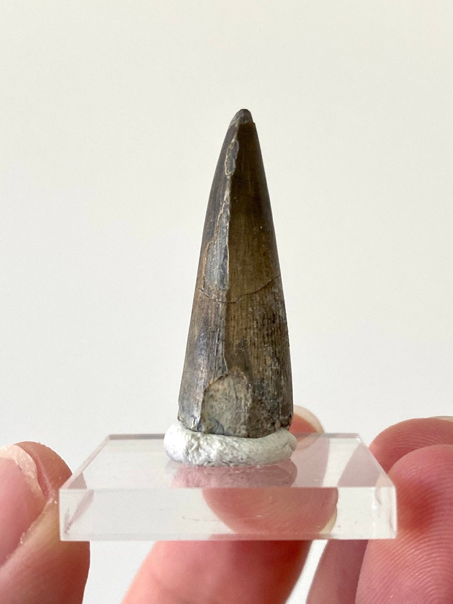 Stolokrosuchus fossil tooth from Niger - FossilsAndMore