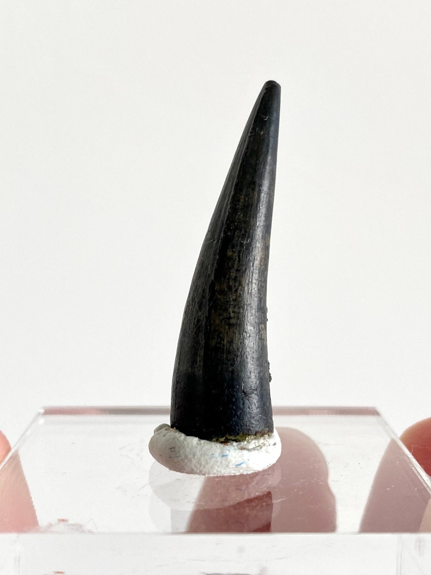 Stolokrosuchus fossil tooth from Niger - FossilsAndMore