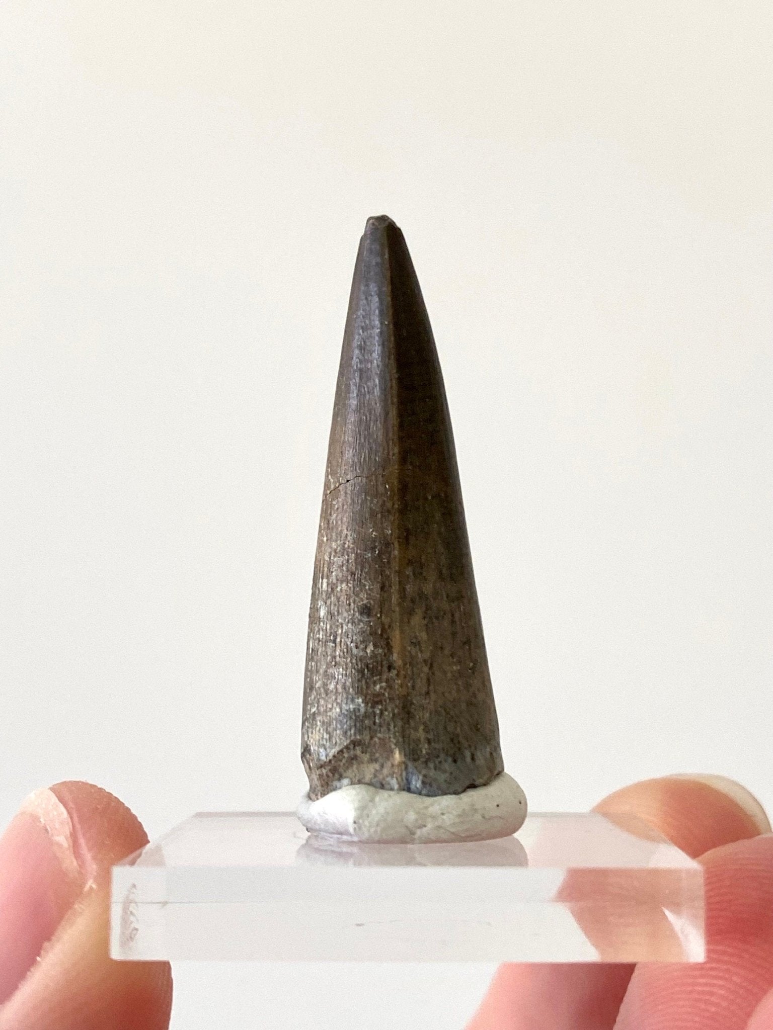 Stolokrosuchus fossil tooth from Niger - FossilsAndMore