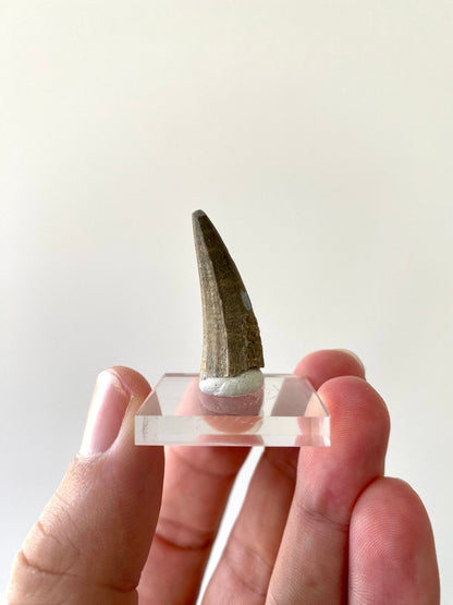 Stolokrosuchus fossil tooth from Niger - FossilsAndMore