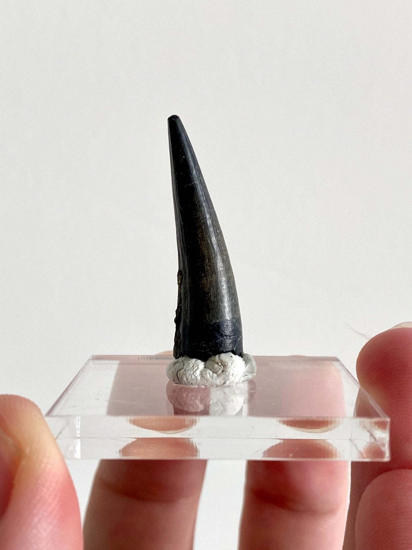 Stolokrosuchus fossil tooth from Niger - FossilsAndMore