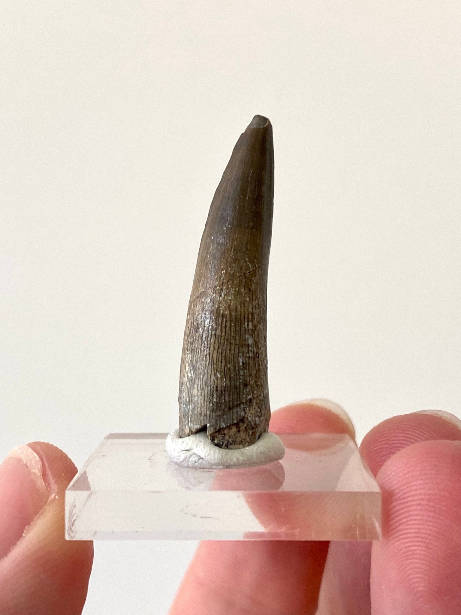 Stolokrosuchus fossil tooth from Niger - FossilsAndMore