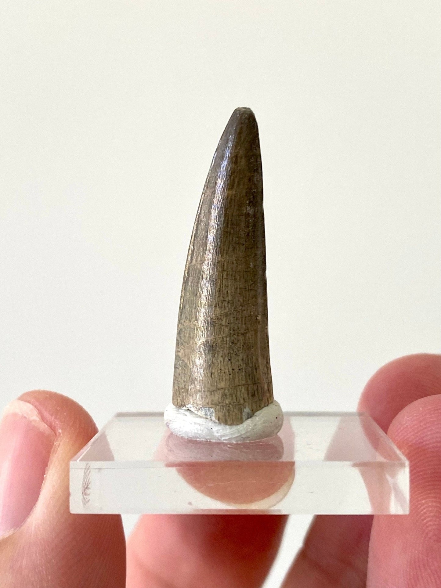 Stolokrosuchus fossil tooth from Niger - FossilsAndMore