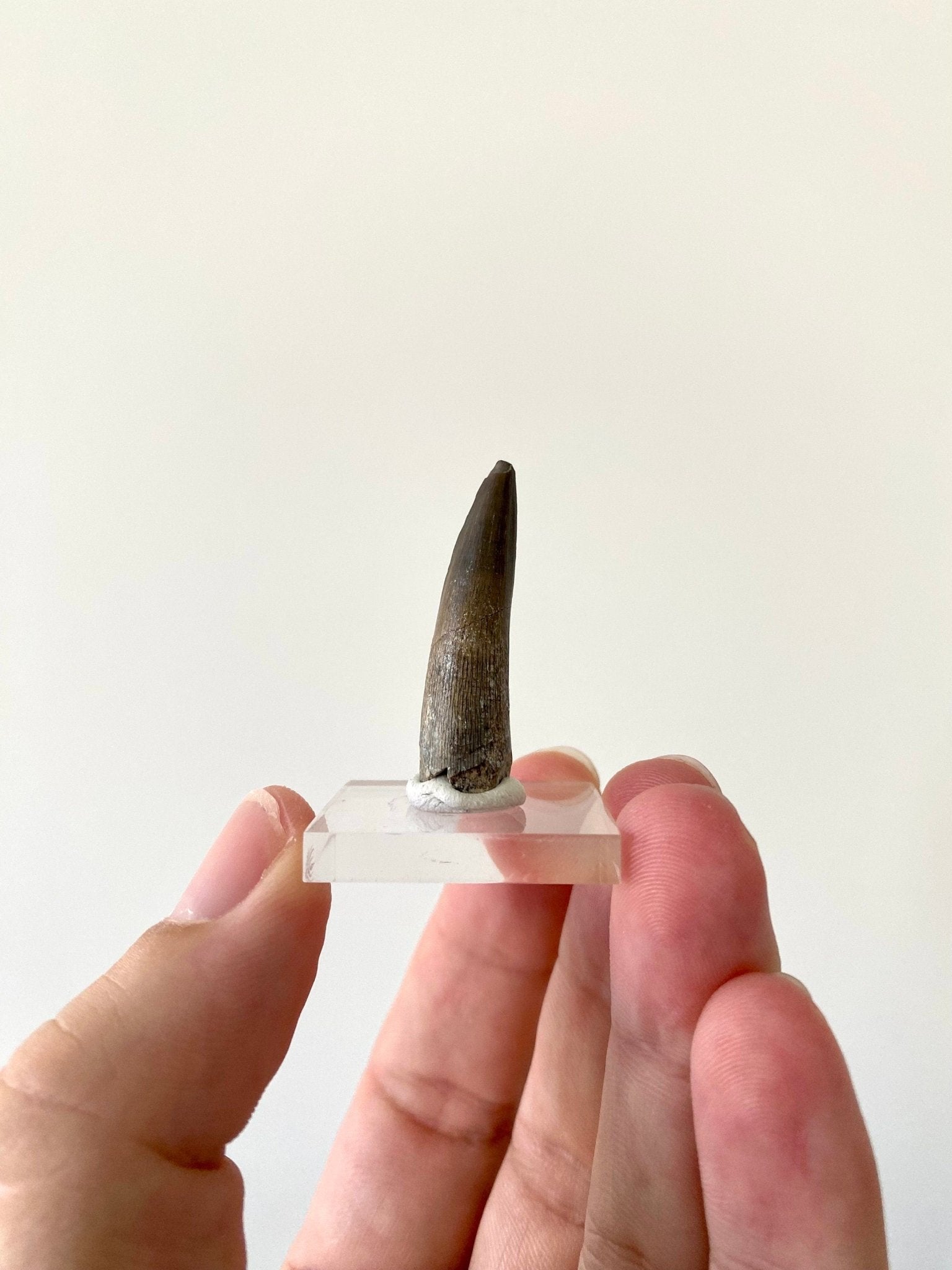 Stolokrosuchus fossil tooth from Niger - FossilsAndMore