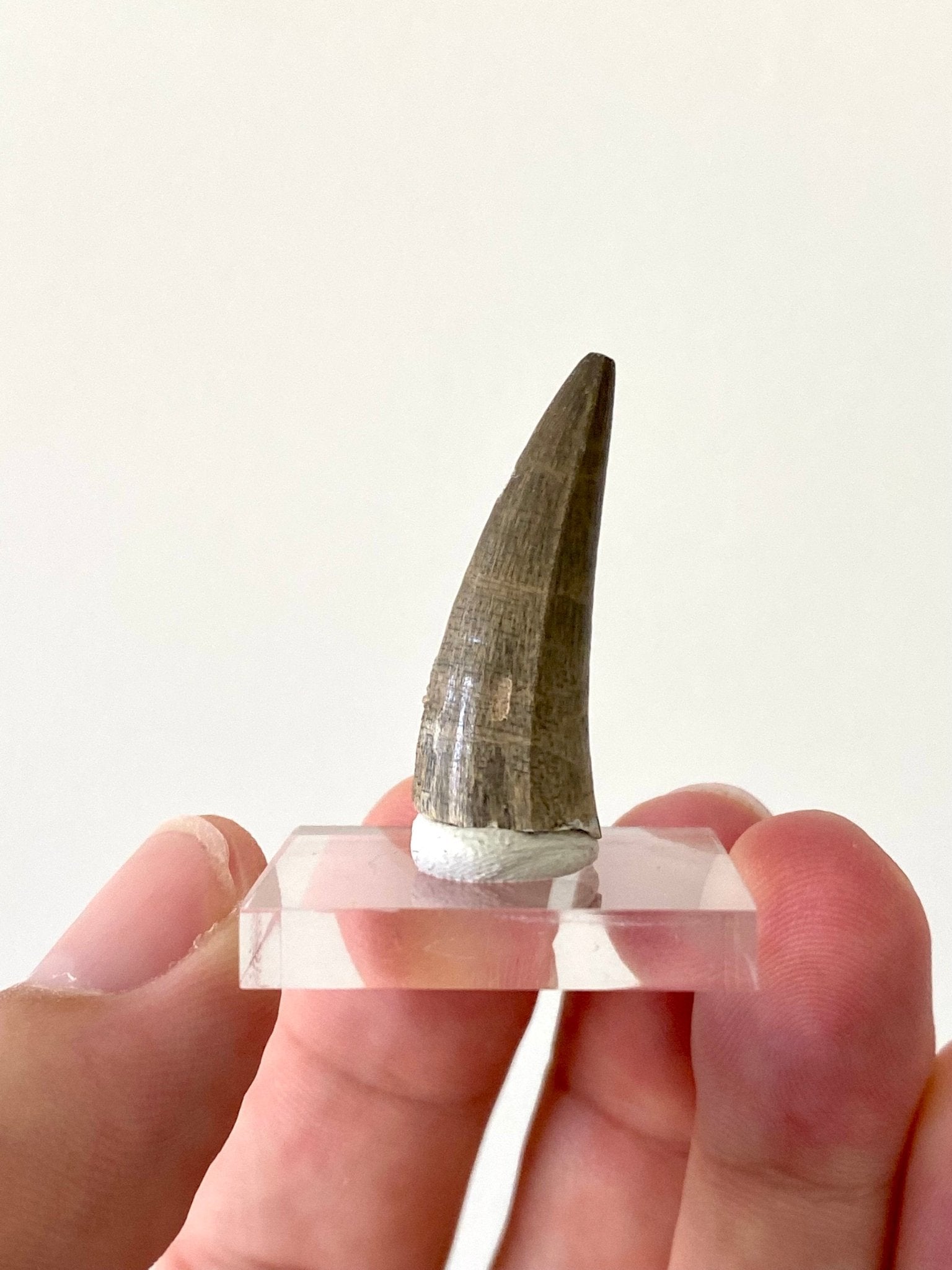 Stolokrosuchus fossil tooth from Niger - FossilsAndMore