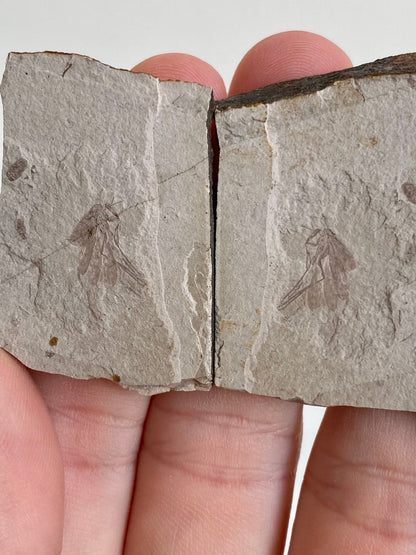 Stonefly insect fossil (positive & negative) from China - FossilsAndMore