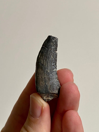 Suchomimus fossil tooth (4.8), genuine fossil dinosaur tooth from Niger - FossilsAndMore