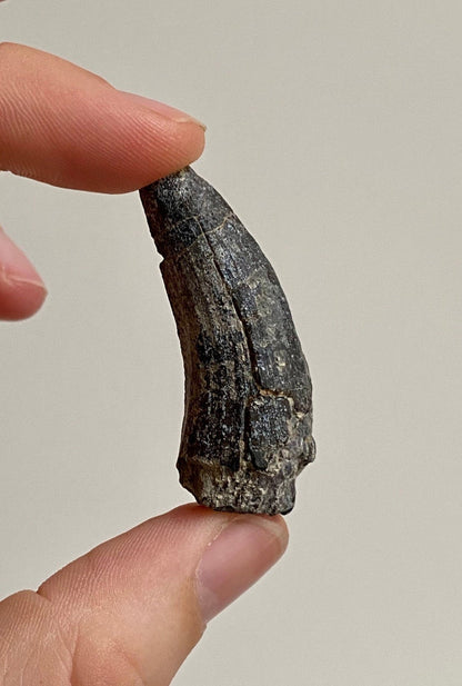 Suchomimus fossil tooth (4.8), genuine fossil dinosaur tooth from Niger - FossilsAndMore