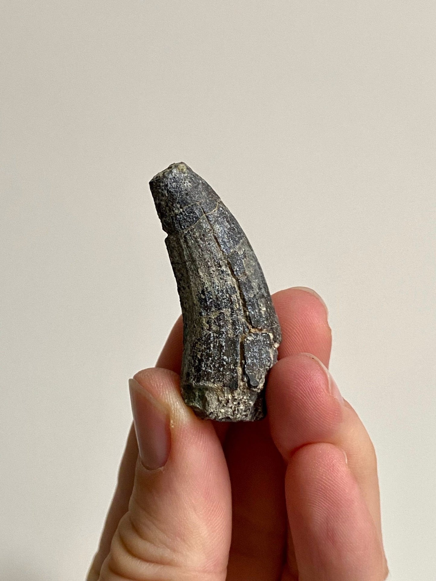 Suchomimus fossil tooth (4.8), genuine fossil dinosaur tooth from Niger - FossilsAndMore