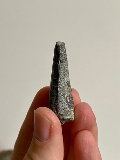 Suchomimus fossil tooth (4.8), genuine fossil dinosaur tooth from Niger - FossilsAndMore