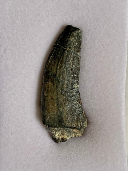 Suchomimus fossil tooth (4.8), genuine fossil dinosaur tooth from Niger - FossilsAndMore