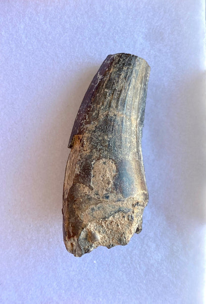 Suchomimus fossil tooth (4.8cm) from Niger - FossilsAndMore