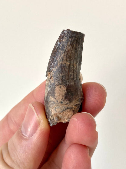 Suchomimus fossil tooth (4.8cm) from Niger - FossilsAndMore