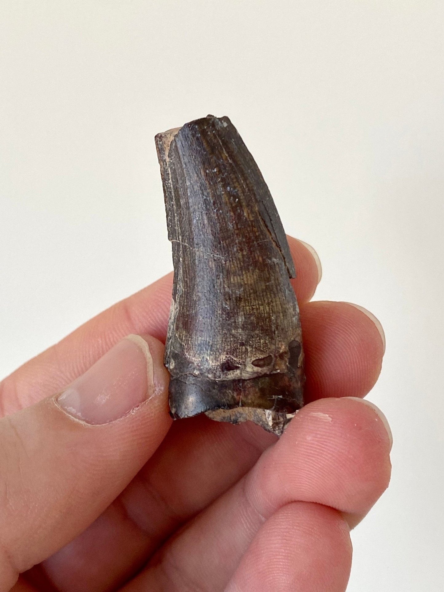 Suchomimus fossil tooth (4.8cm) from Niger - FossilsAndMore