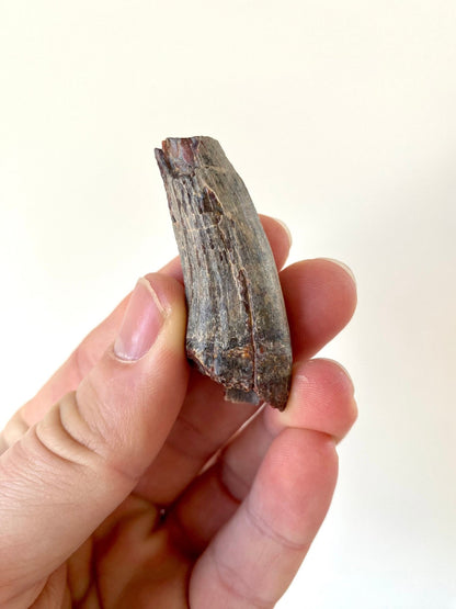 Suchomimus fossil tooth (5.3cm), cretaceous dinosaur from Niger - FossilsAndMore