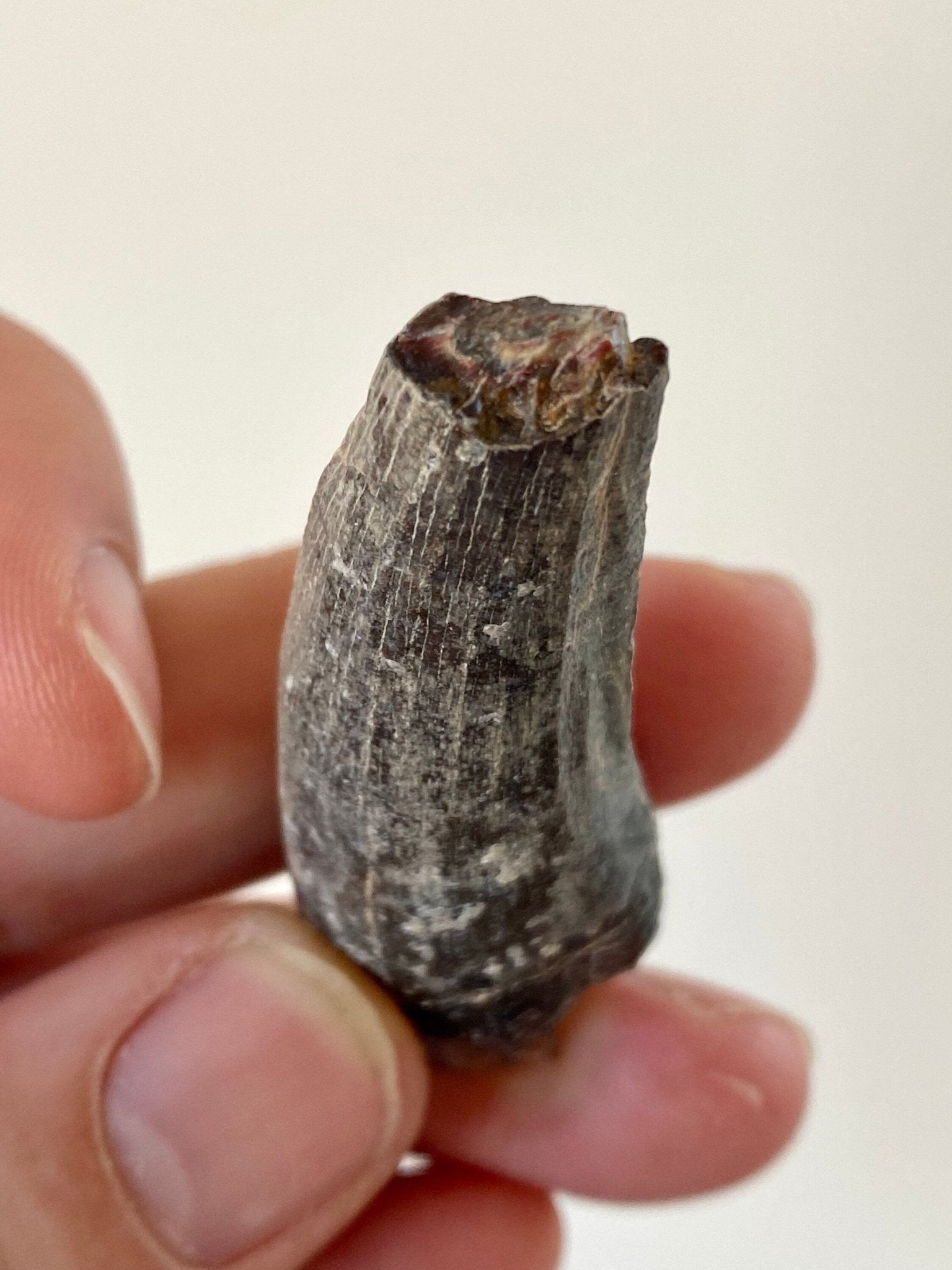 Suchomimus fossil tooth (5.3cm), cretaceous dinosaur from Niger - FossilsAndMore