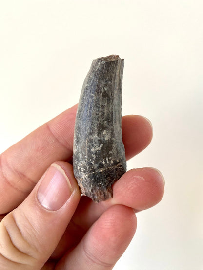 Suchomimus fossil tooth (5.3cm), cretaceous dinosaur from Niger - FossilsAndMore