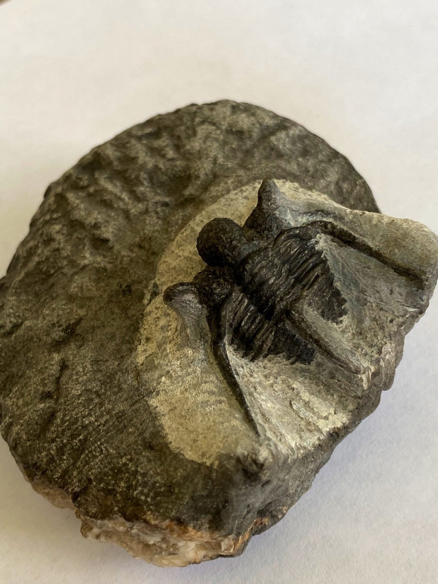 Trilobite fossil, Cyphaspis Kraidensis - FossilsAndMore