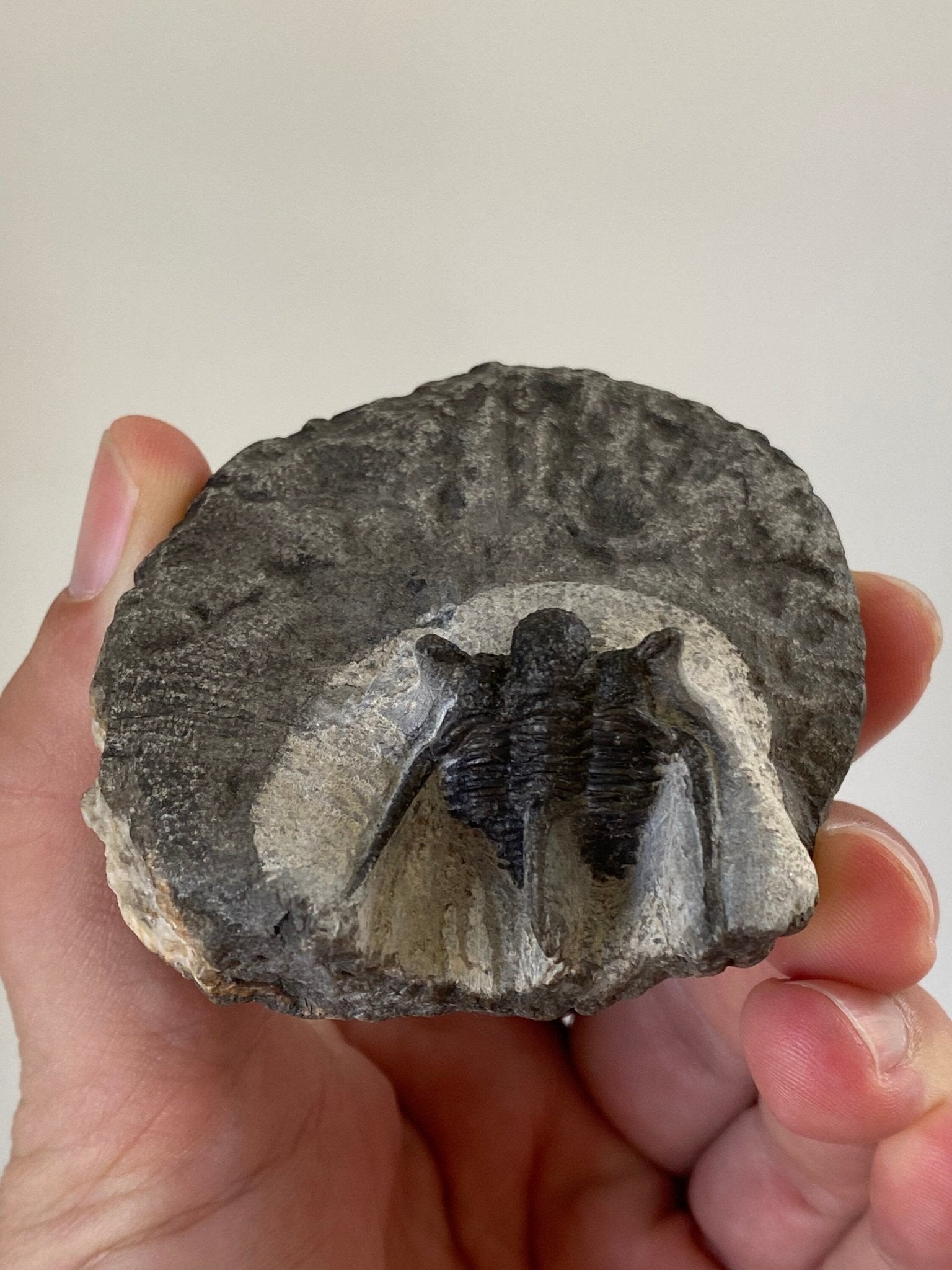 Trilobite fossil, Cyphaspis Kraidensis - FossilsAndMore