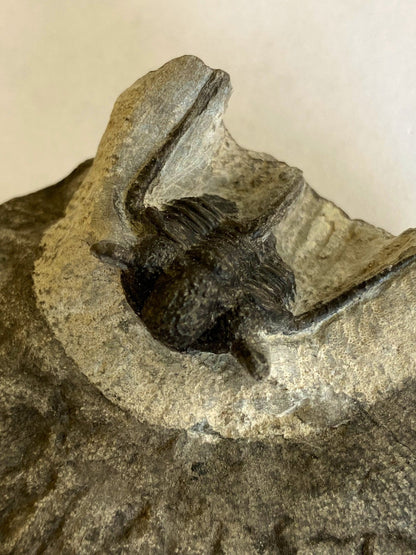 Trilobite fossil, Cyphaspis Kraidensis - FossilsAndMore