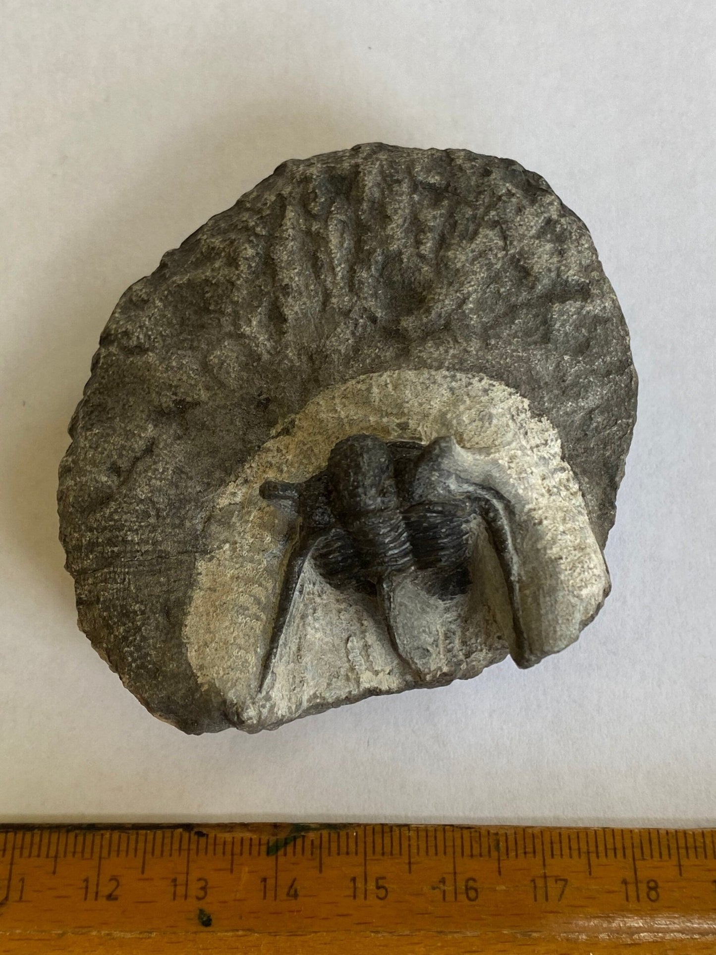 Trilobite fossil, Cyphaspis Kraidensis - FossilsAndMore