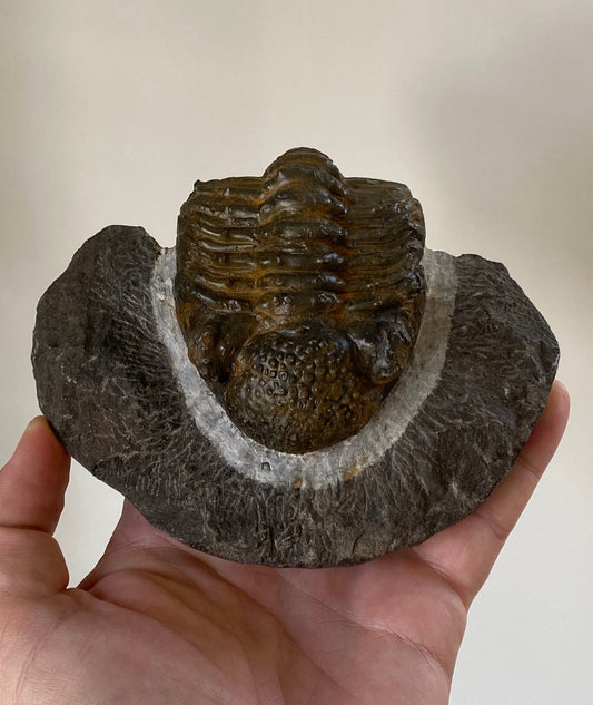 Trilobite fossil Drotops Megalomanicus - FossilsAndMore