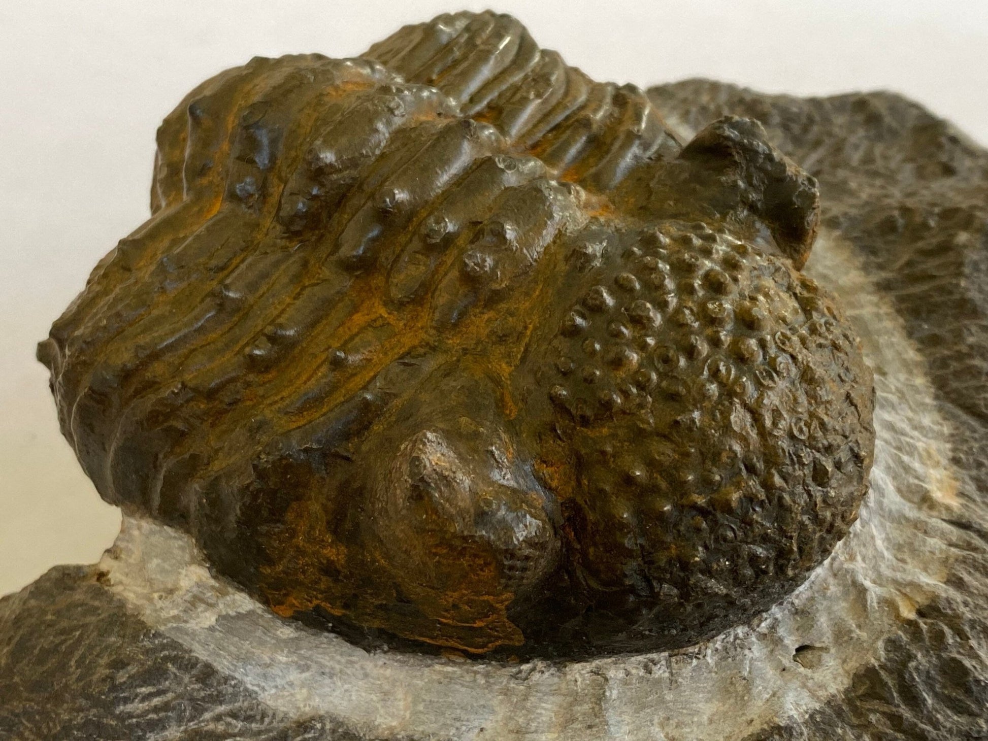 Trilobite fossil Drotops Megalomanicus - FossilsAndMore